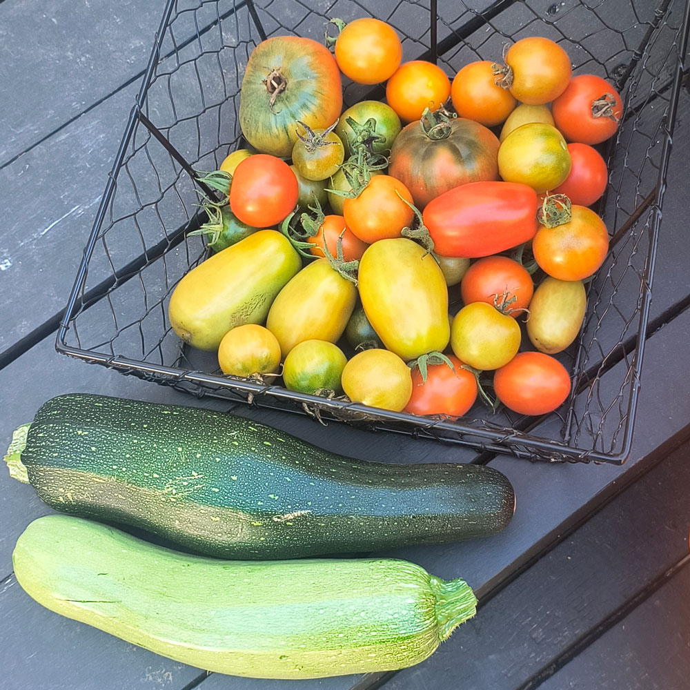 A basket of tomatoes and zucchini.
