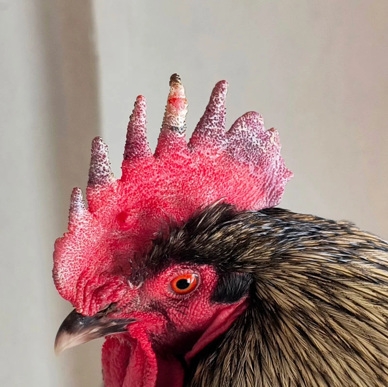 Rooster with a frostbitten comb.