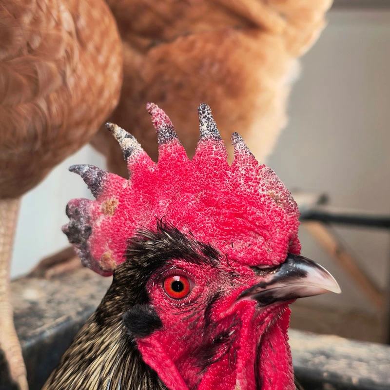 Rooster with a frostbitten comb.