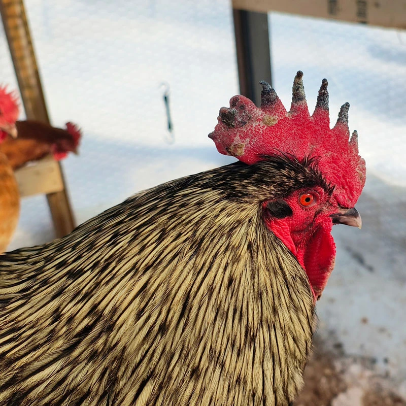 Rooster with a frostbitten comb.