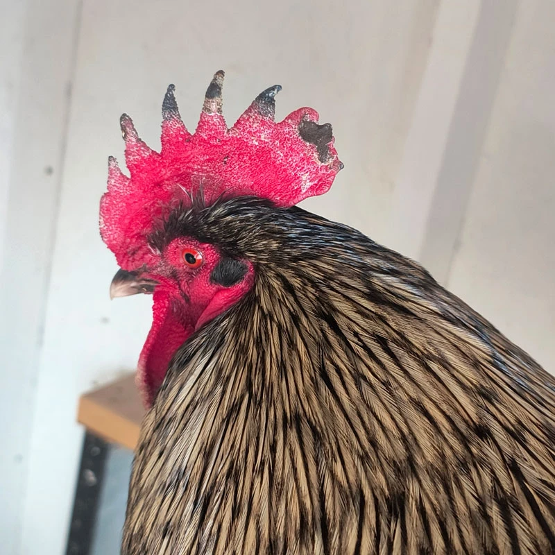 Rooster with a frostbitten comb.