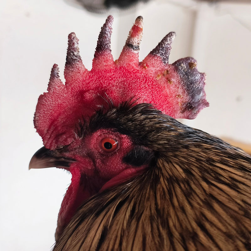 A rooster with a frostbitten comb.