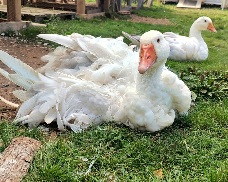 Two White Geese Laying in the Grass