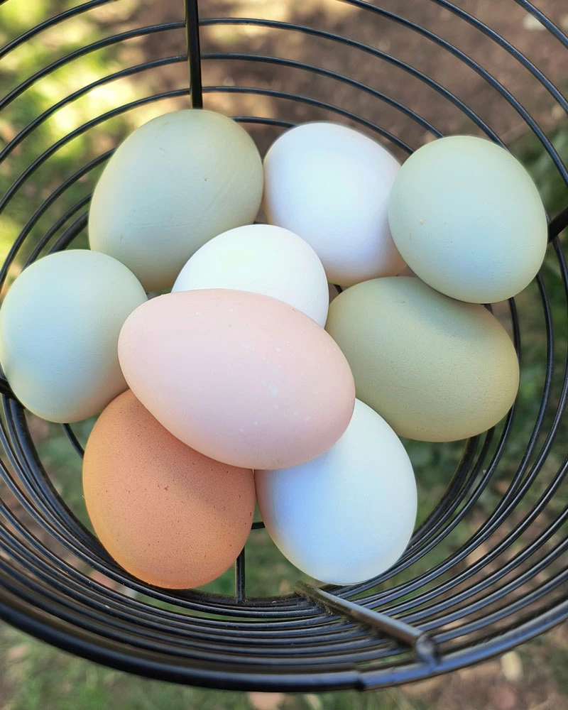 Basket of colorful eggs.