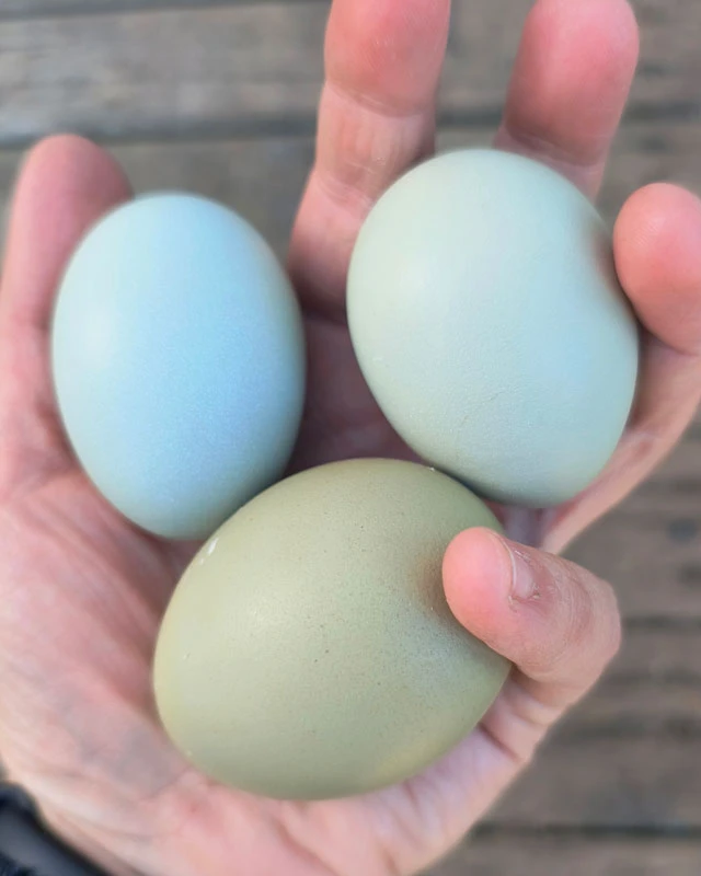 Handful of colorful eggs.
