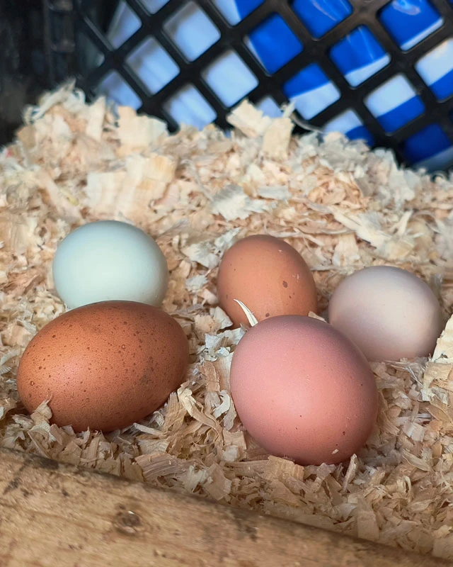 Nest of colorful eggs.