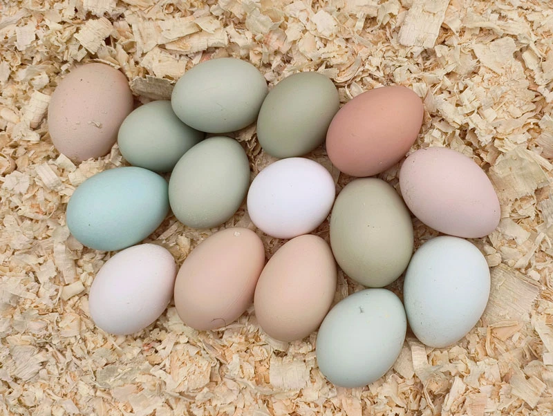 Colorful eggs on a bed of pine shavings.