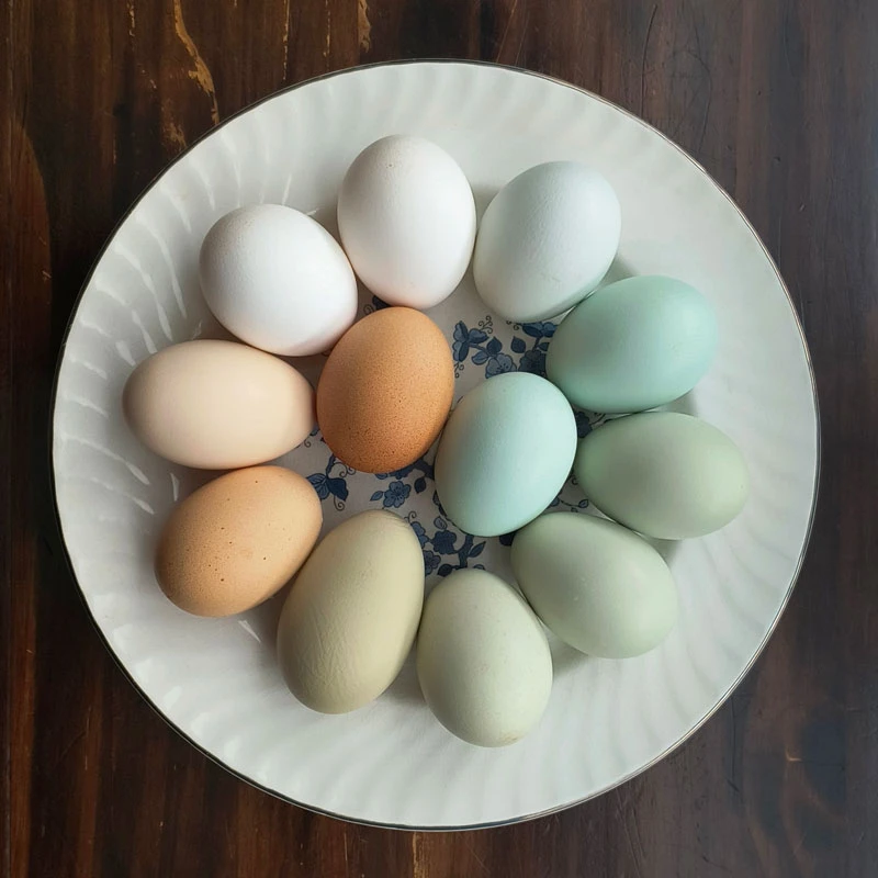 Plate of colorful eggs.