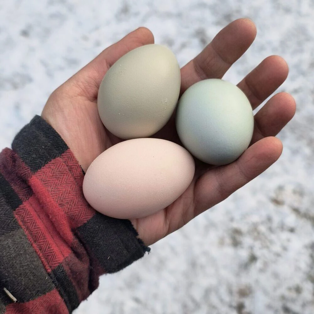 Handful of colorful eggs.