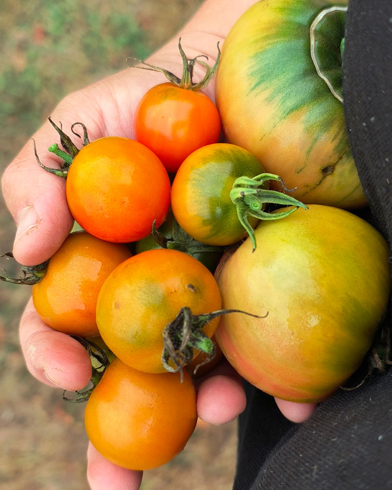 Handful of Tomatoes