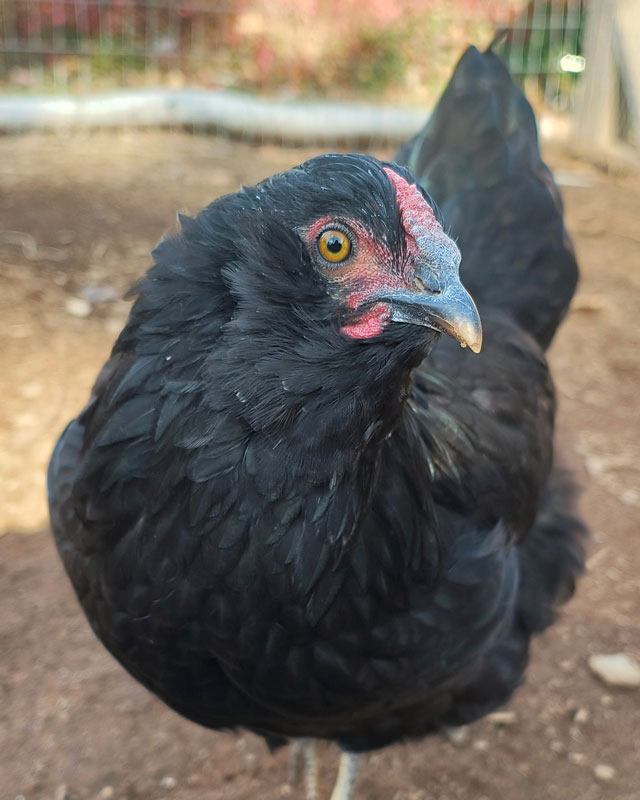 Kleio