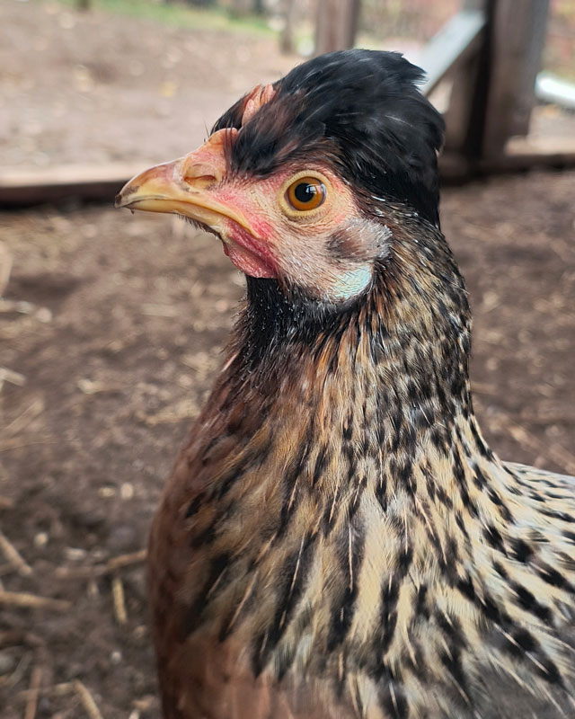 Tilly