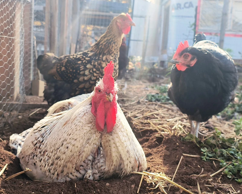 A rooster and two hens in the sunshine.