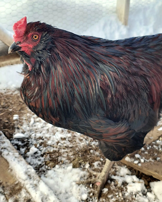 Noel