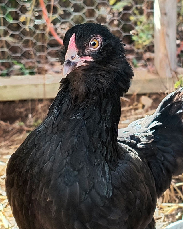 Pepper
