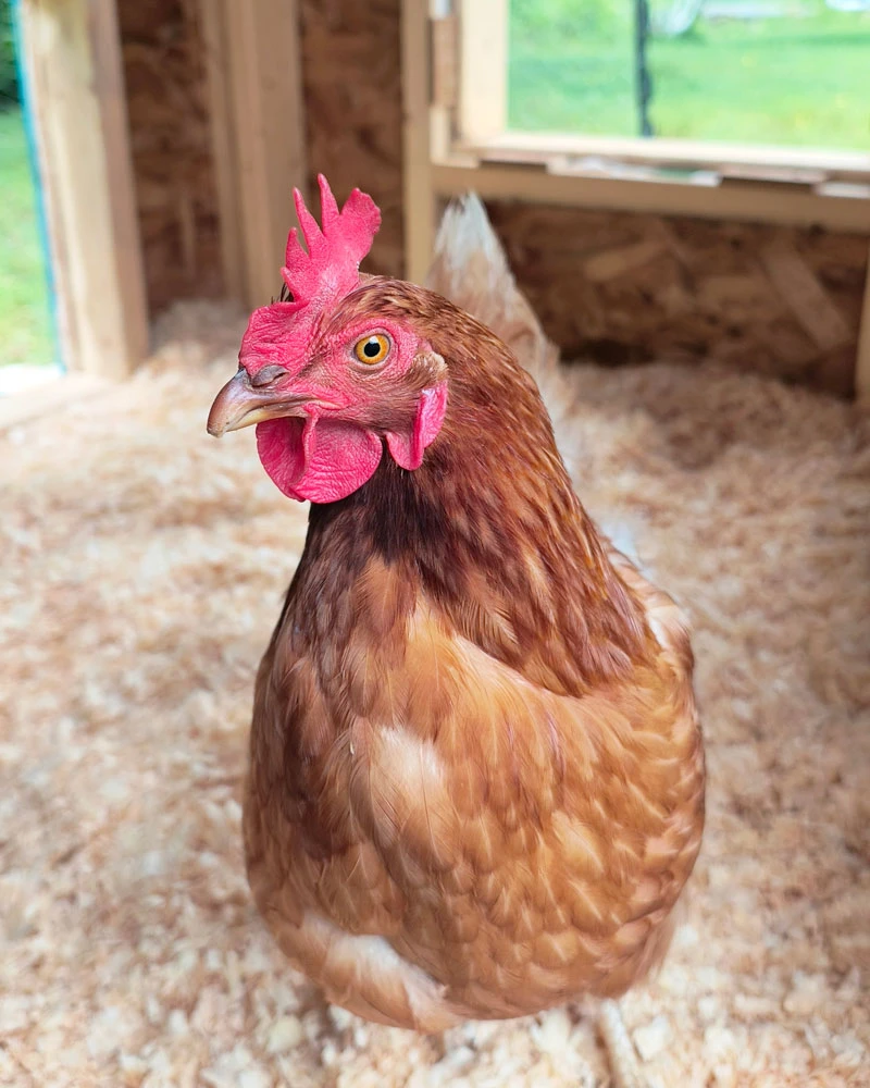Red hen in a coop.