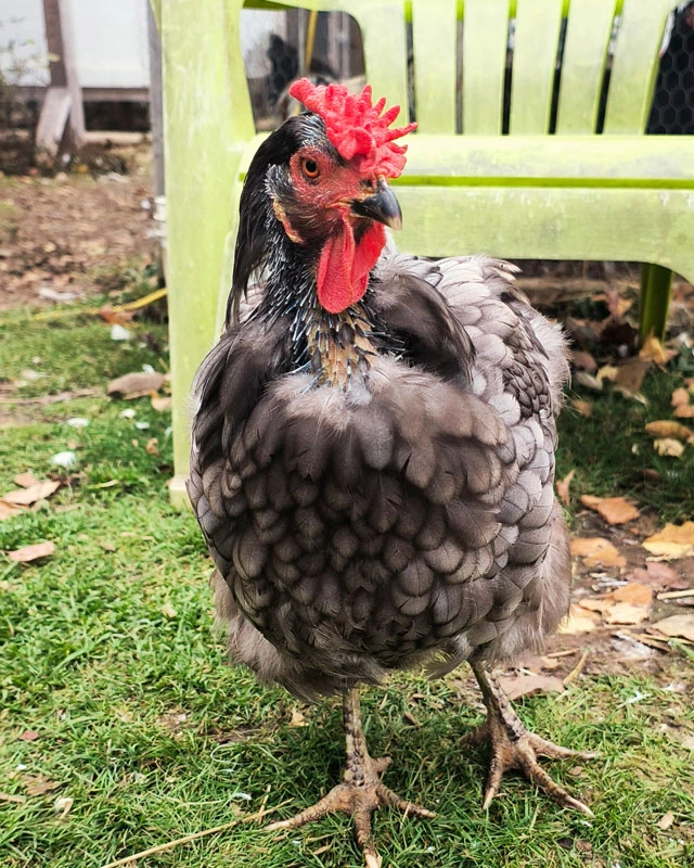Molting hen.