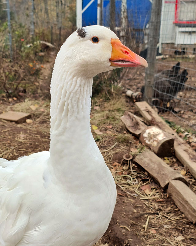 Sam