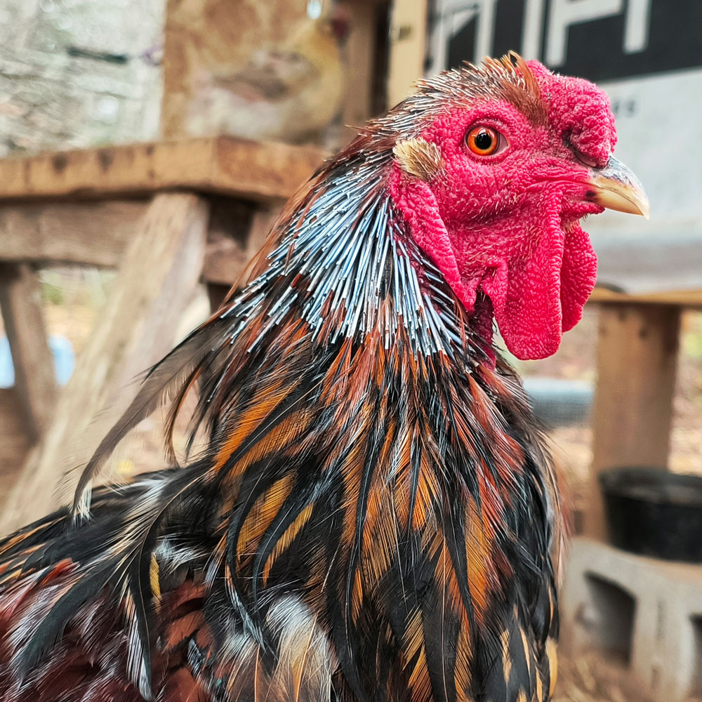 A molting rooster.