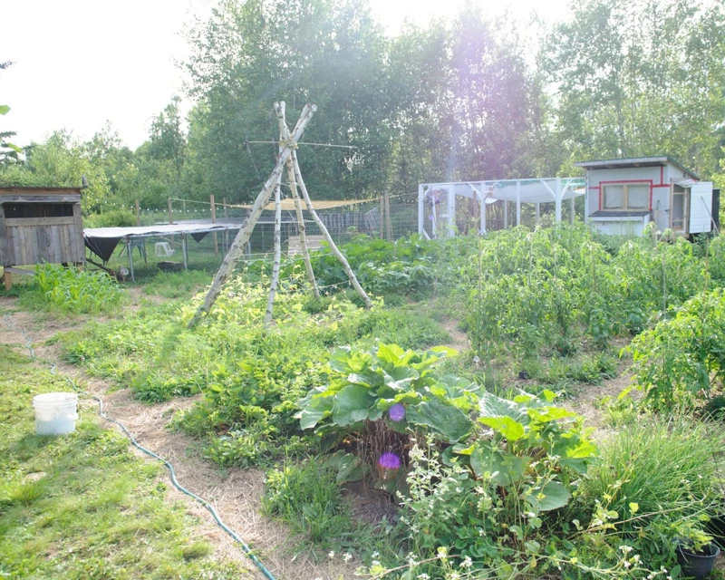 Garden with the sun shining.