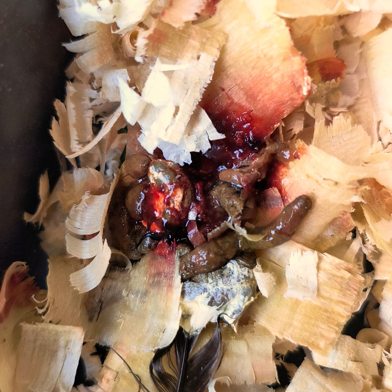 Chicken droppings (poop) with blood.