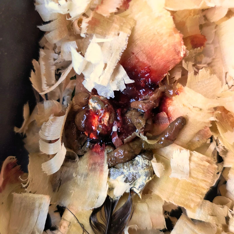 Chicken droppings (poop) with blood.
