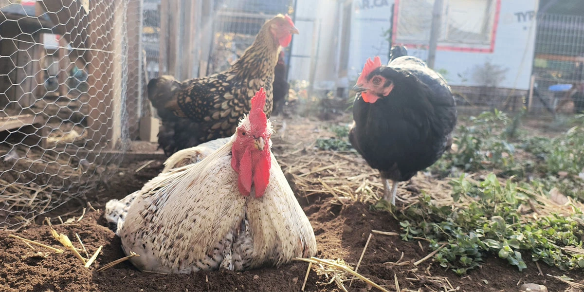 A rooster and two hens in the sunshine.