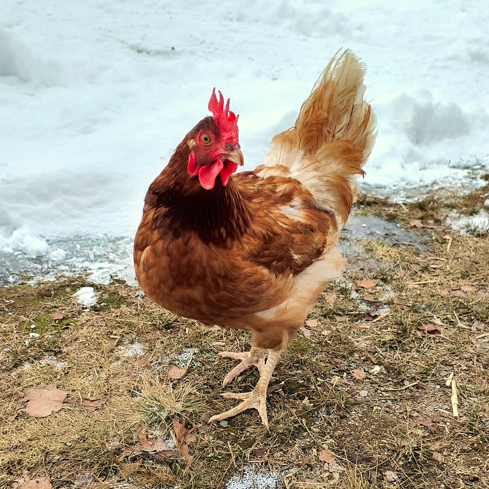 A red hen in the snow.