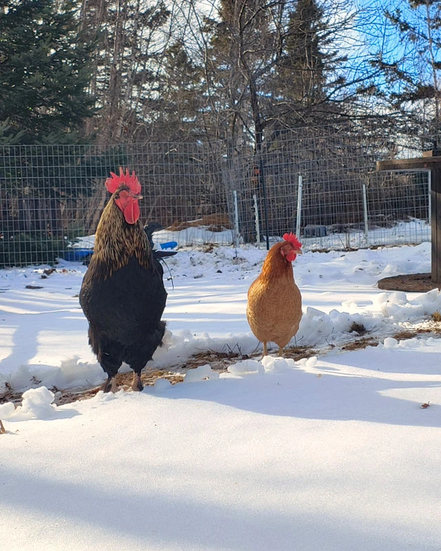 Rooster and hen on shoveled path in the snow.
