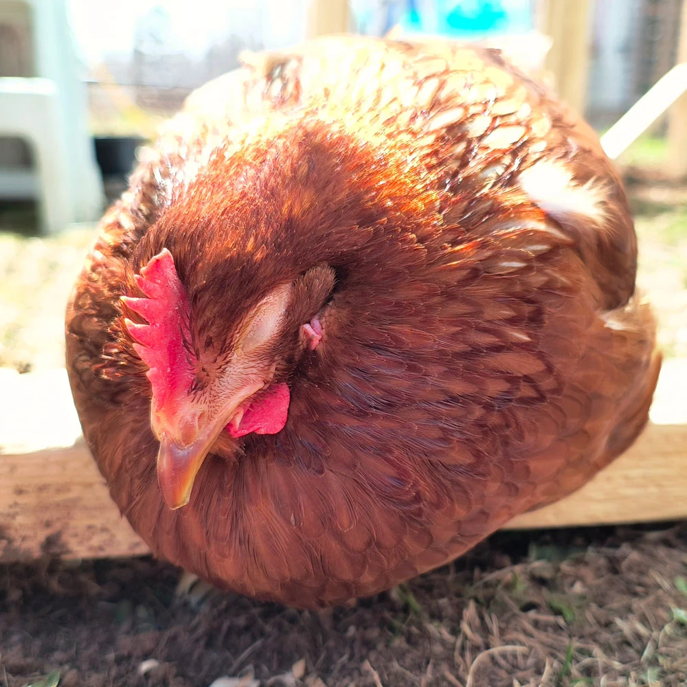 A sick hen with her eyes closed.