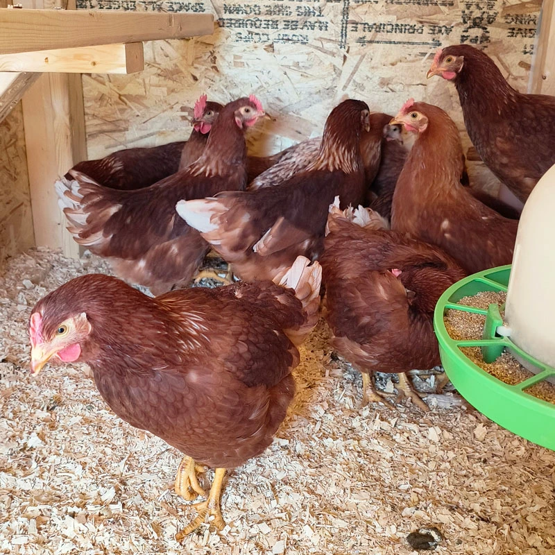 A group of red hens. One is sick.