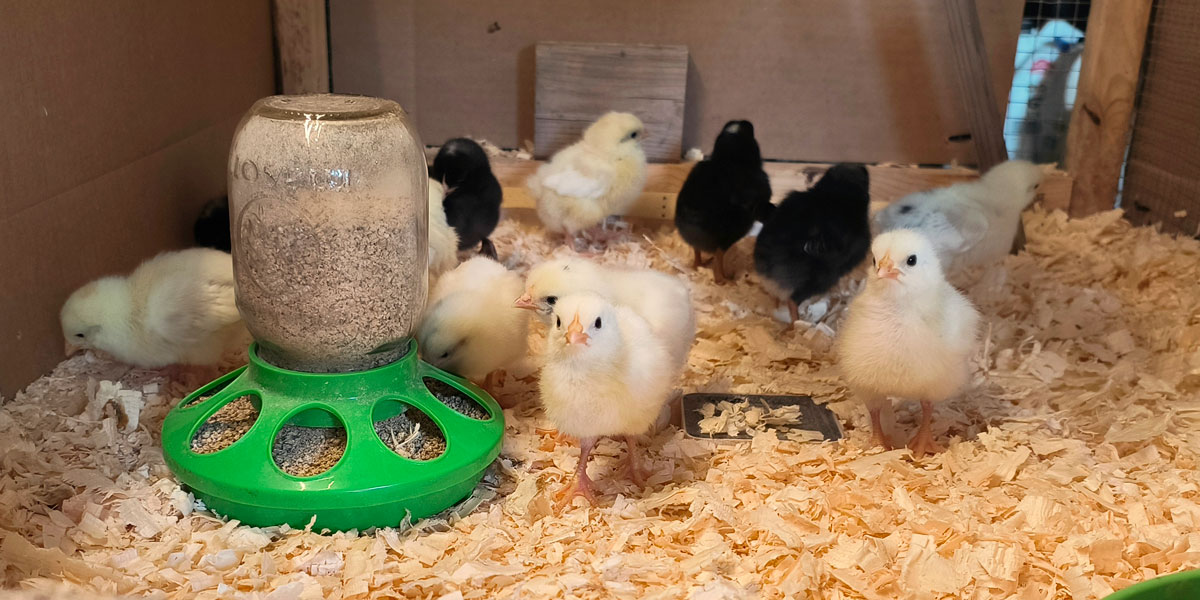 Chicks in the brooder