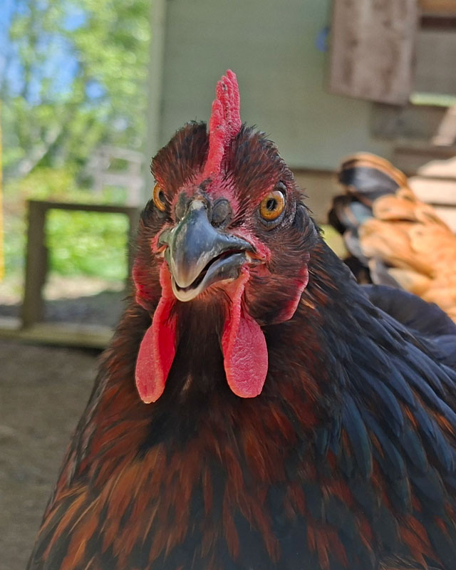 A black hen