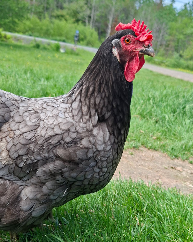 A grey hen.
