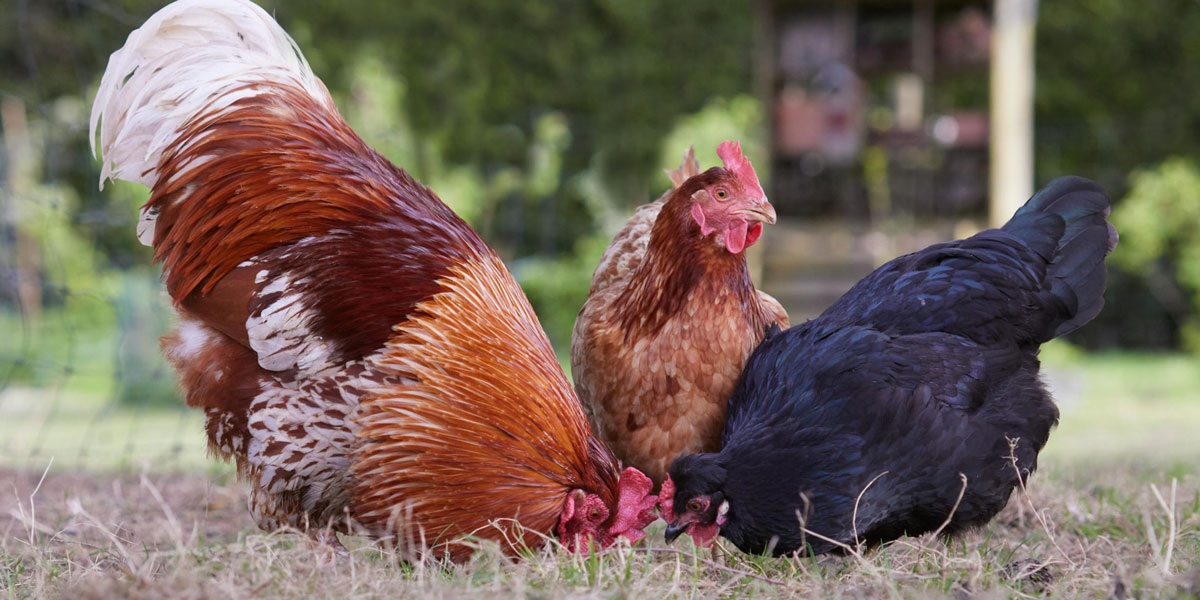 A rooster and two hens foraging together.